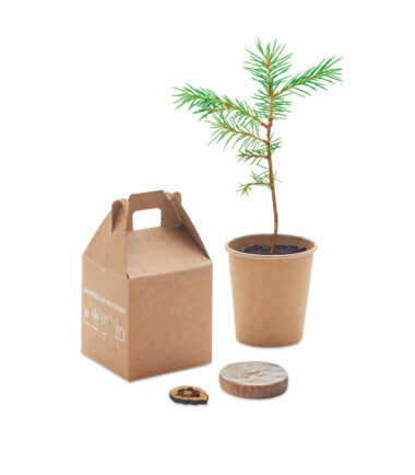 Grow Box con pianta di pino da coltivare personalizzabile